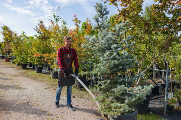 Best Tree Trimming and Pruning  in Schler Park, IL